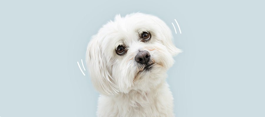 Stress and Anxiety in Dogs - PetPost Australia