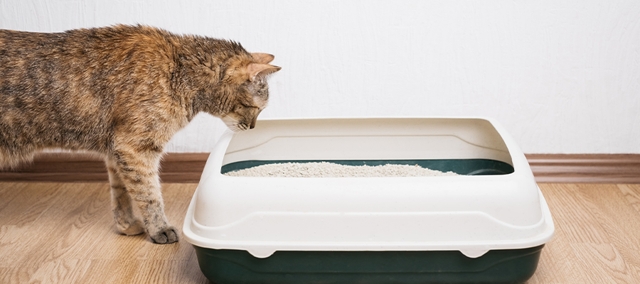 How to Switch to a New Cat Litter