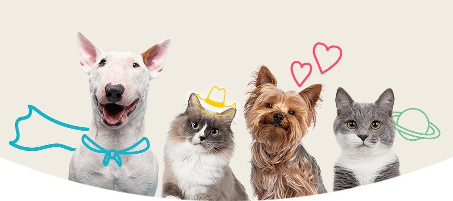 The 10 Pet Personalities - PetPost Australia