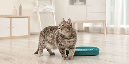 Choosing the Right Cat Litter - PetPost Australia