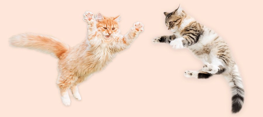 The Ultimate Cat Flea, Tick and Worm Guide - PetPost Australia