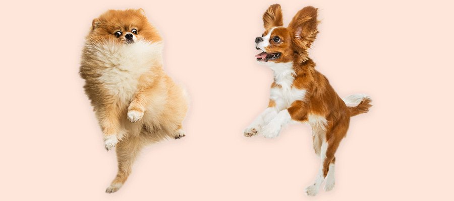 The Ultimate Dog Flea, Tick and Worm Guide - PetPost Australia