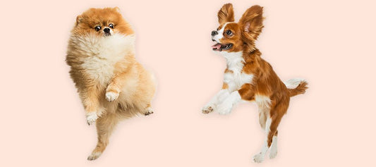The Ultimate Dog Flea, Tick and Worm Guide - PetPost Australia