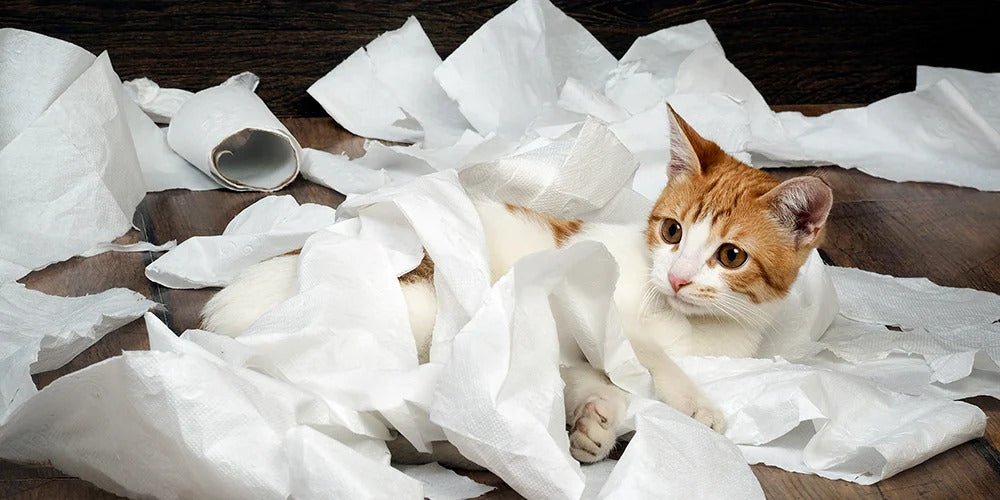 Tips for Cleaning Up After Cats - PetPost Australia