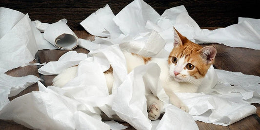 Tips for Cleaning Up After Cats - PetPost Australia