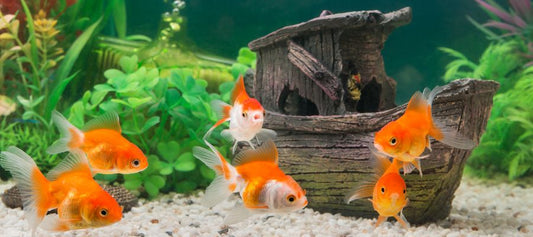 Tips for Maintaining Your Fish Tank - PetPost Australia