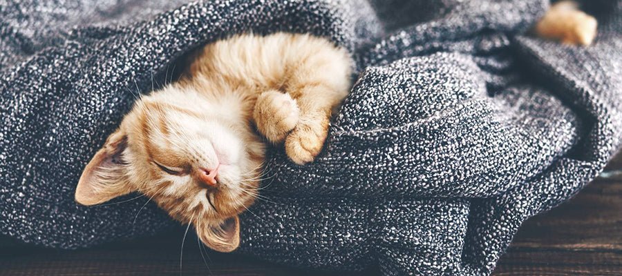 Tips for Raising Your Kitten - PetPost Australia
