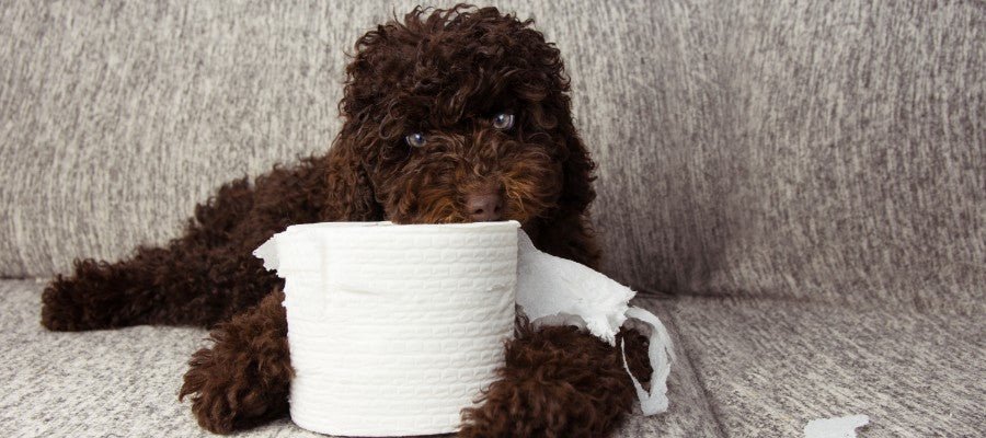Toilet Training Your Dog and Puppy - PetPost Australia