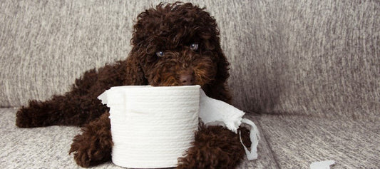 Toilet Training Your Dog and Puppy - PetPost Australia