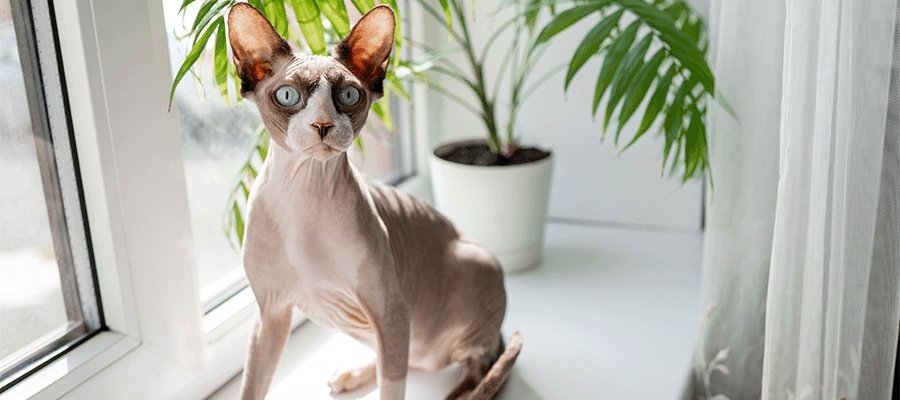 Top 10 Cat Breeds in Australia - PetPost Australia