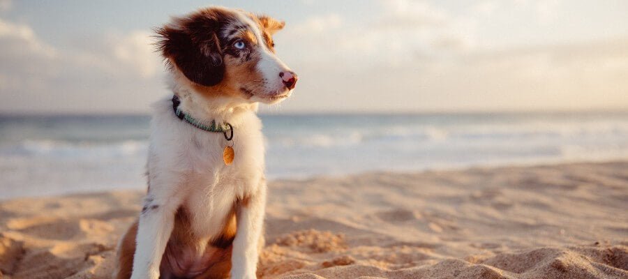 Top 10 Dog Beaches in Melbourne - PetPost Australia
