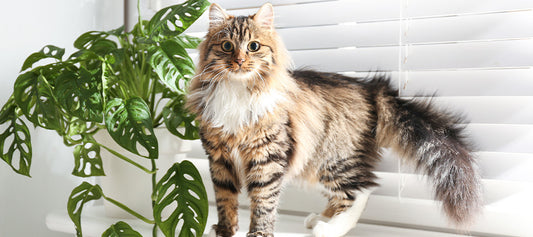 14 Popular Indoor Plants That Are Toxic to Cats