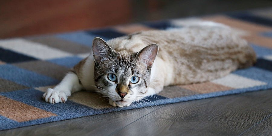 Treating Worms in Cats - PetPost Australia