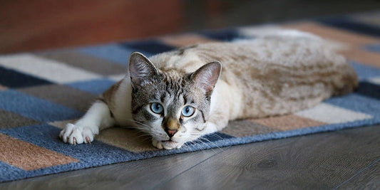 Treating Worms in Cats - PetPost Australia