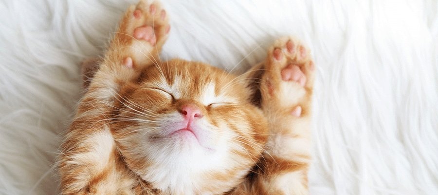 Understanding Your Cat’s Sleep Cycle - PetPost Australia