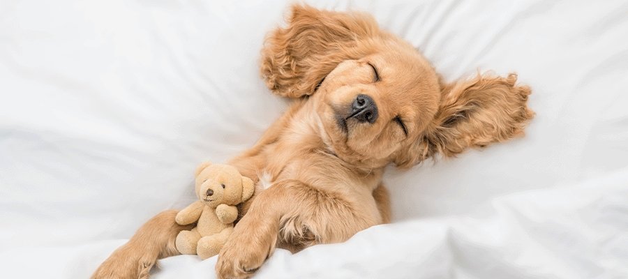 Understanding Your Dog’s Sleep Cycle - PetPost Australia