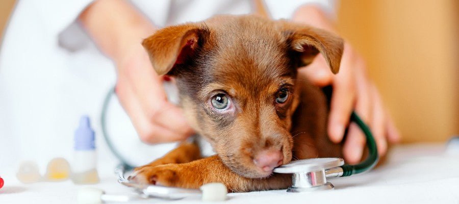 Vaccinating Your Puppy - PetPost Australia
