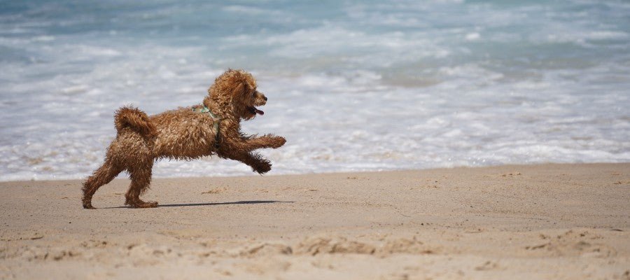 What are the Most Popular Dog Breeds in Australia? - PetPost Australia