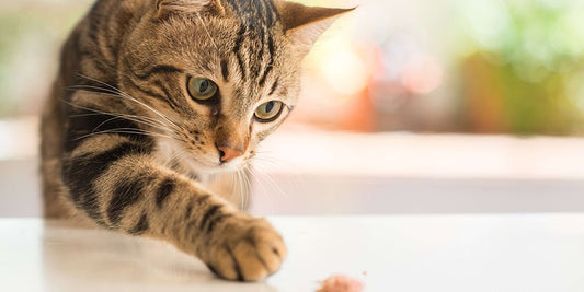 What Can Cats Eat? What is and isn't Safe for Your Cat - PetPost Australia