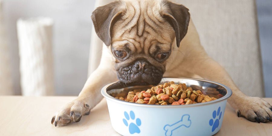 What Can Your Dog Eat? - PetPost Australia