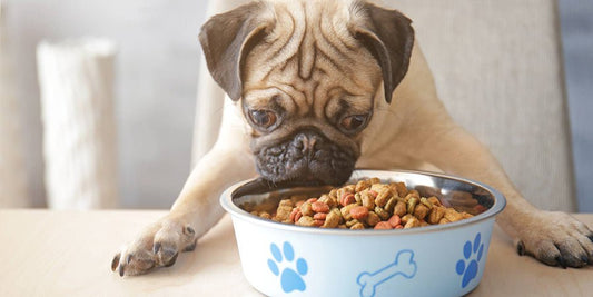 What Can Your Dog Eat? - PetPost Australia