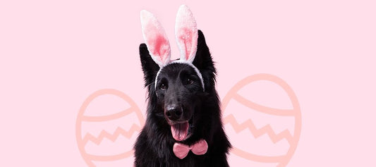 What Can't Dogs Eat at Easter? - PetPost Australia