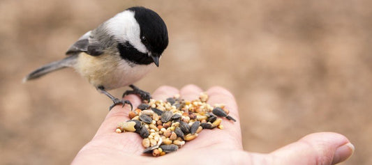 What Should You Feed Your Bird? - PetPost Australia