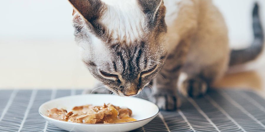 What Should You Feed Your Cat? - PetPost Australia