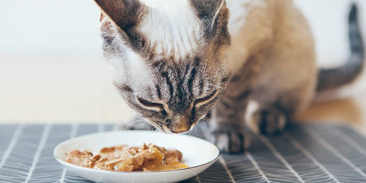 What Should You Feed Your Cat? - PetPost Australia