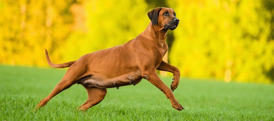 What To Feed a Pregnant Dog - PetPost Australia