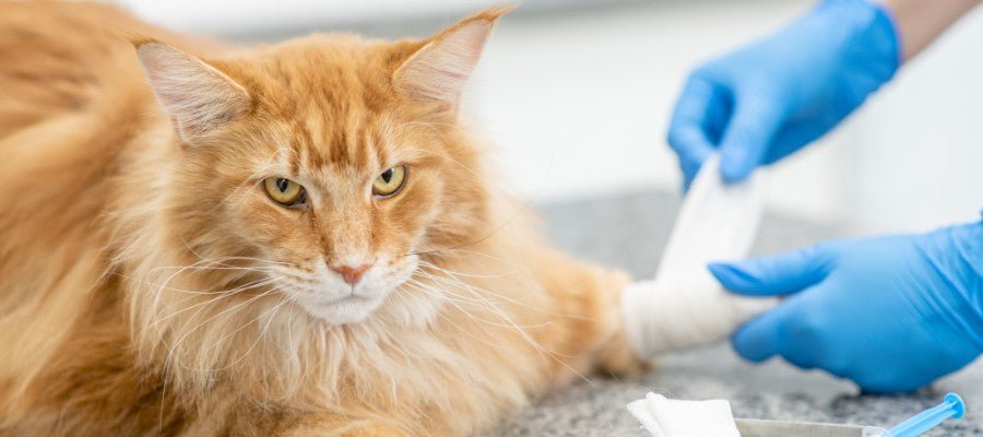 What to Include in Your Pet First Aid Kit - PetPost Australia