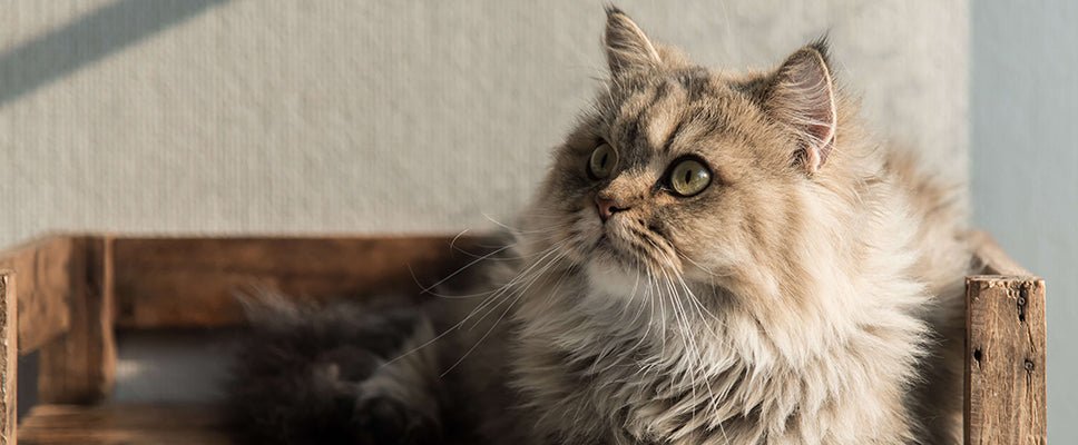 Why Adopting Senior Cats Can Be a Great Idea - PetPost Australia