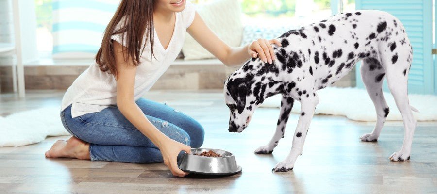 Why Buy Premium Dog Food - PetPost Australia