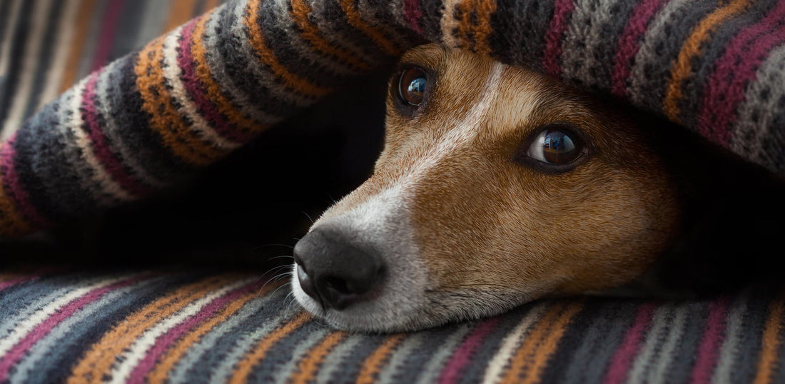 Winter Pet Safety Tips: Looking After Your Dog in Winter - PetPost Australia