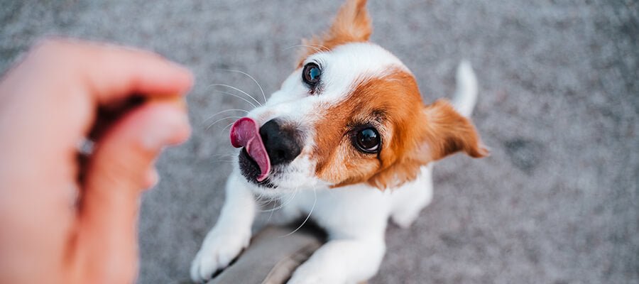 Your Cheat Sheet to Dog Treats! - PetPost Australia