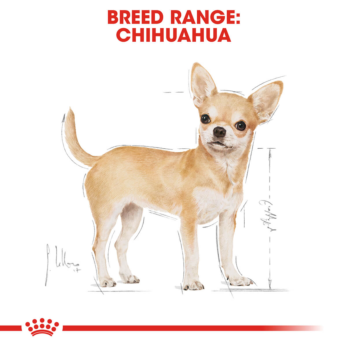 Royal Canin Chihuahua Adult Wet Dog Food