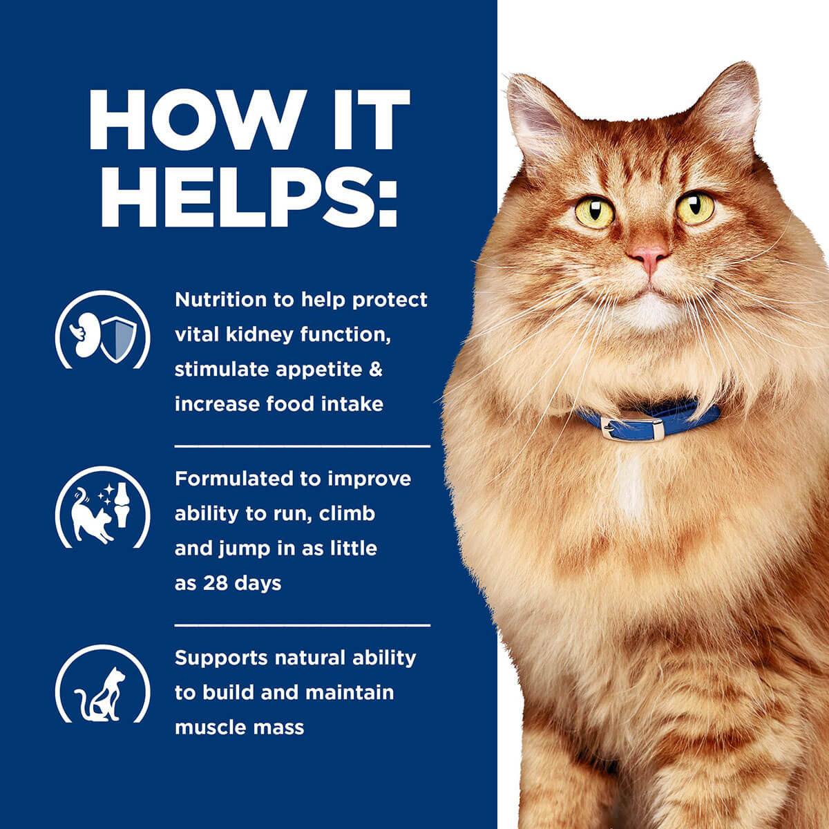 Hill's Prescription Diet K/D + J/D Kidney & Mobility Dry Cat Food