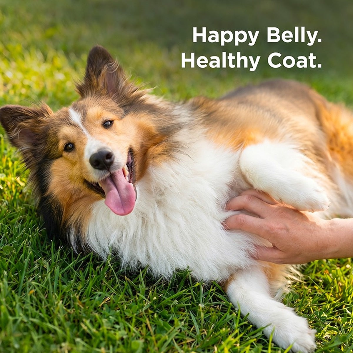 Hill's Science Diet Sensitive Stomach & Skin Adult Dry Dog Food