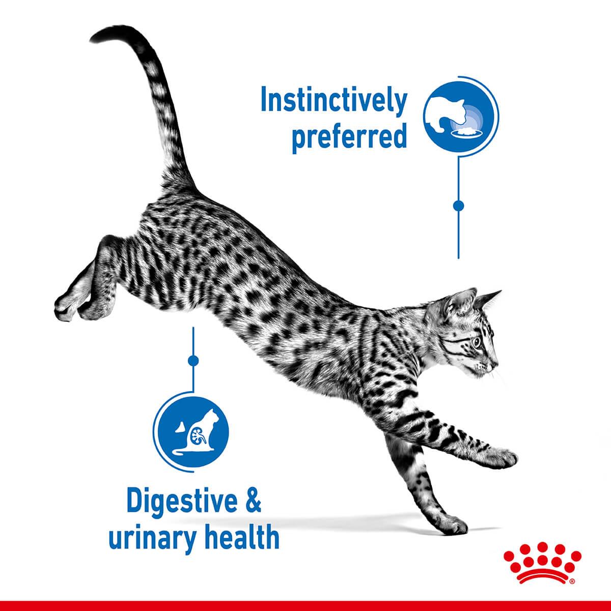 Royal Canin Indoor Sterilised Gravy Wet Cat Food