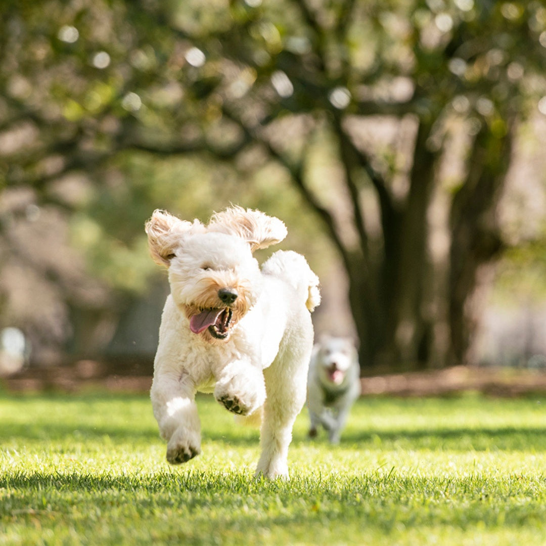 HoundzTooth Prodigestive Aid Dog Supplement