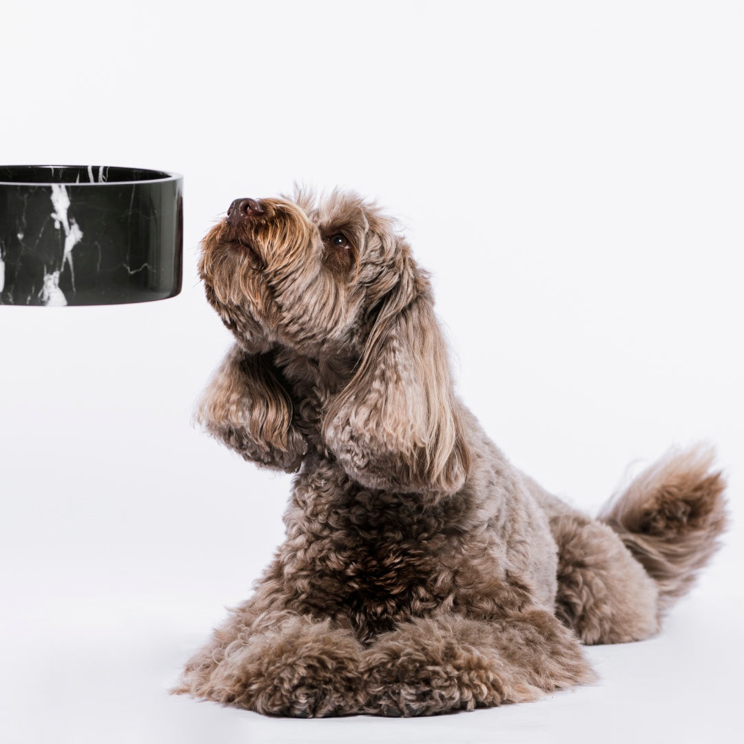 HoundzTooth Prodigestive Aid Dog Supplement