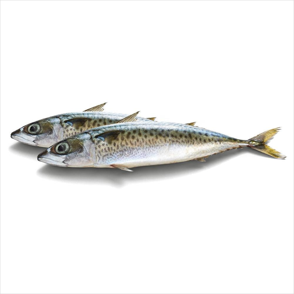 Whiskas Adult So Fishy Seafood in Jelly Wet Cat Food 12x85g