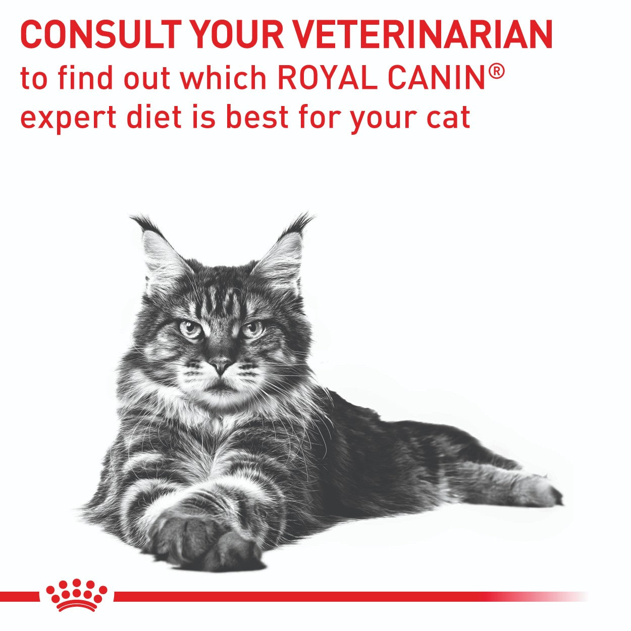 Royal Canin Mature Consult Wet Cat Food