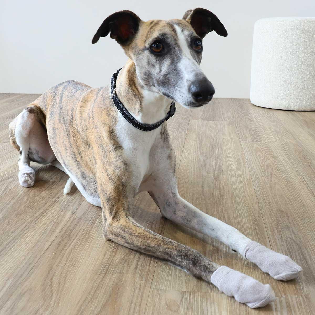 Lexi & Me Dog Grippy Socks 4 Pack Grey