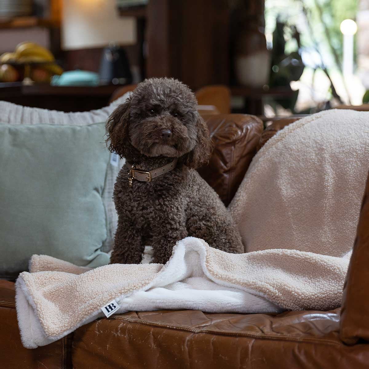 Buddy & Belle Reversible Teddy Dog Blanket Biscotti Cream