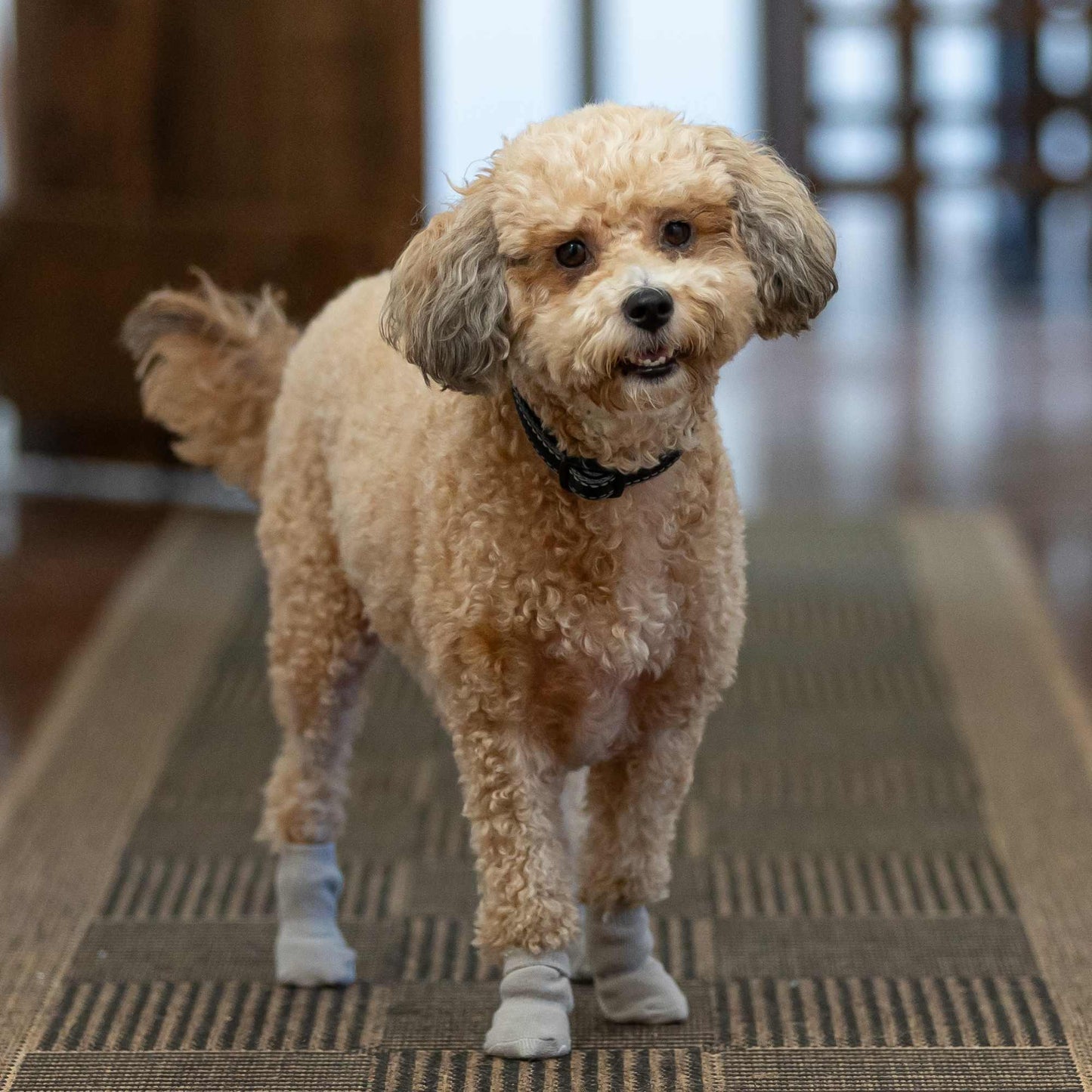 Lexi & Me Dog Grippy Socks 4 Pack Grey