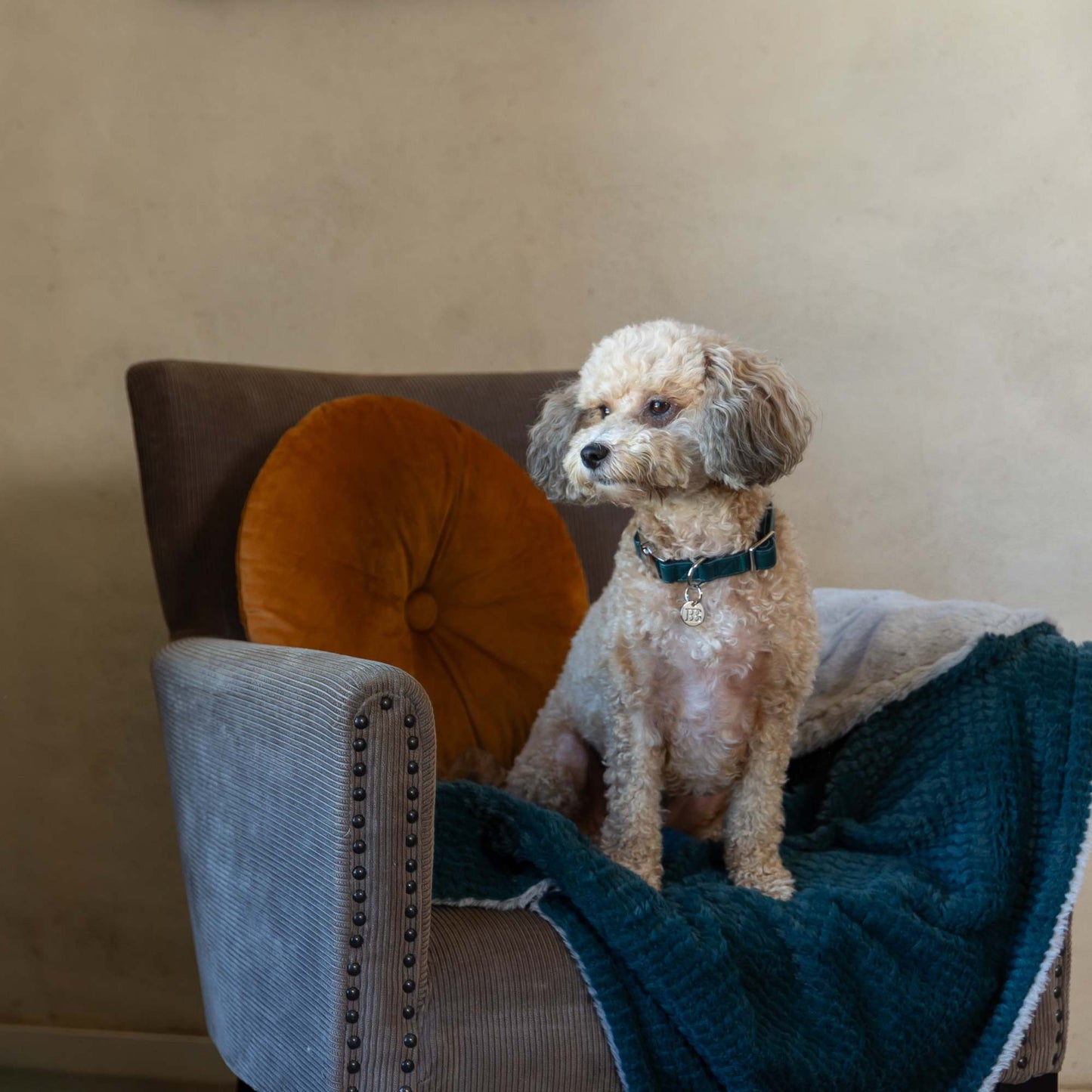 Buddy & Belle Dog Collar