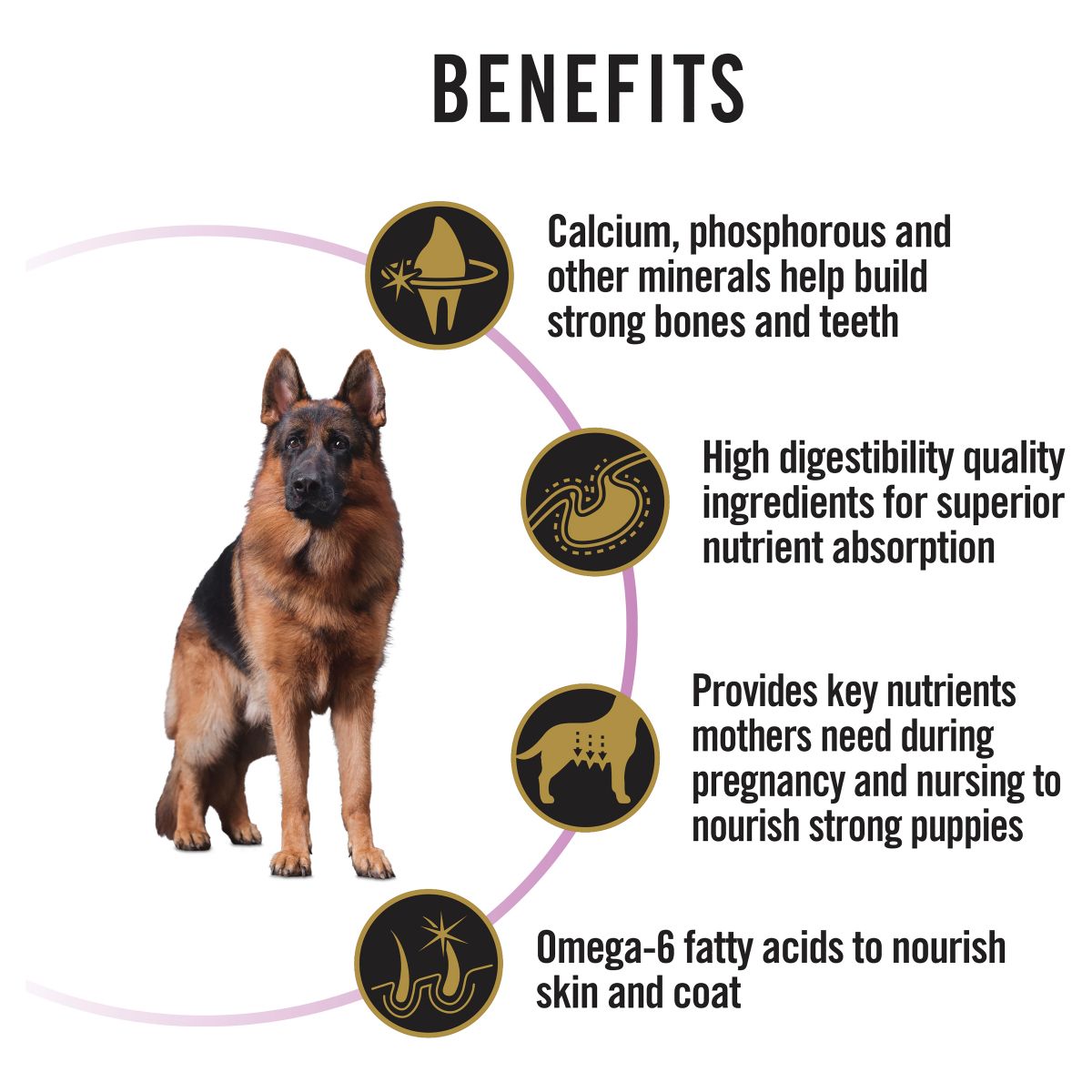 Pro Plan All Size Performance Chicken Formula Dry Dog Food