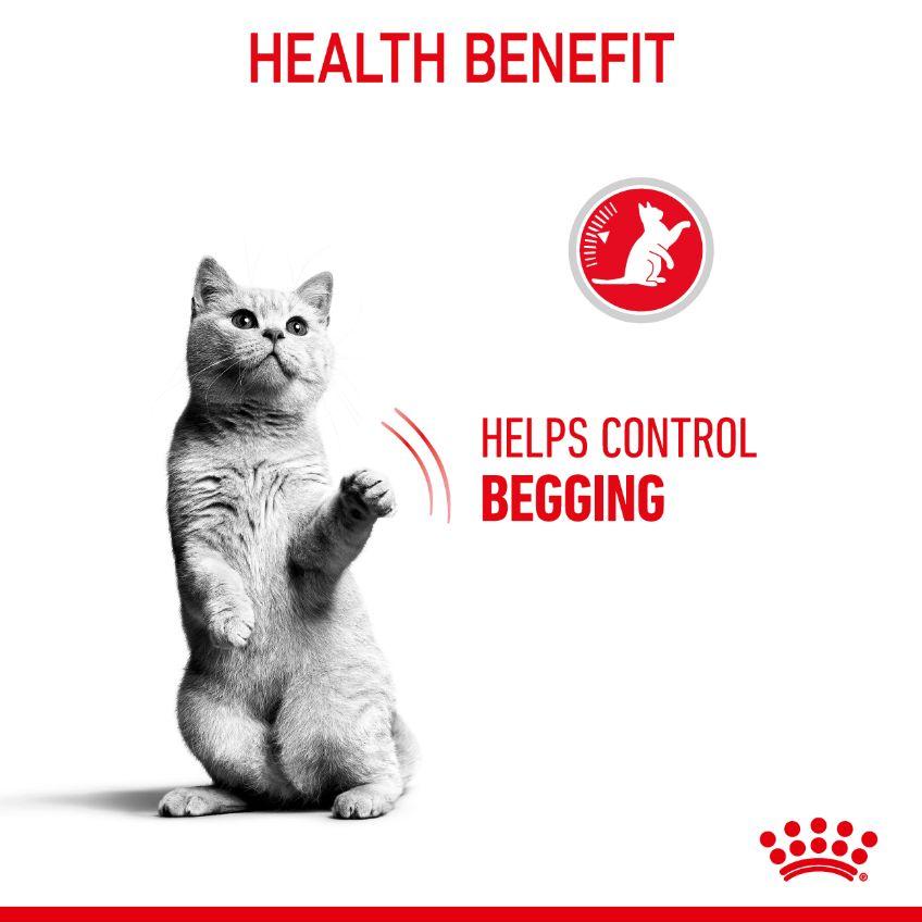 Royal Canin Appetite Control Adult Dry Cat Food