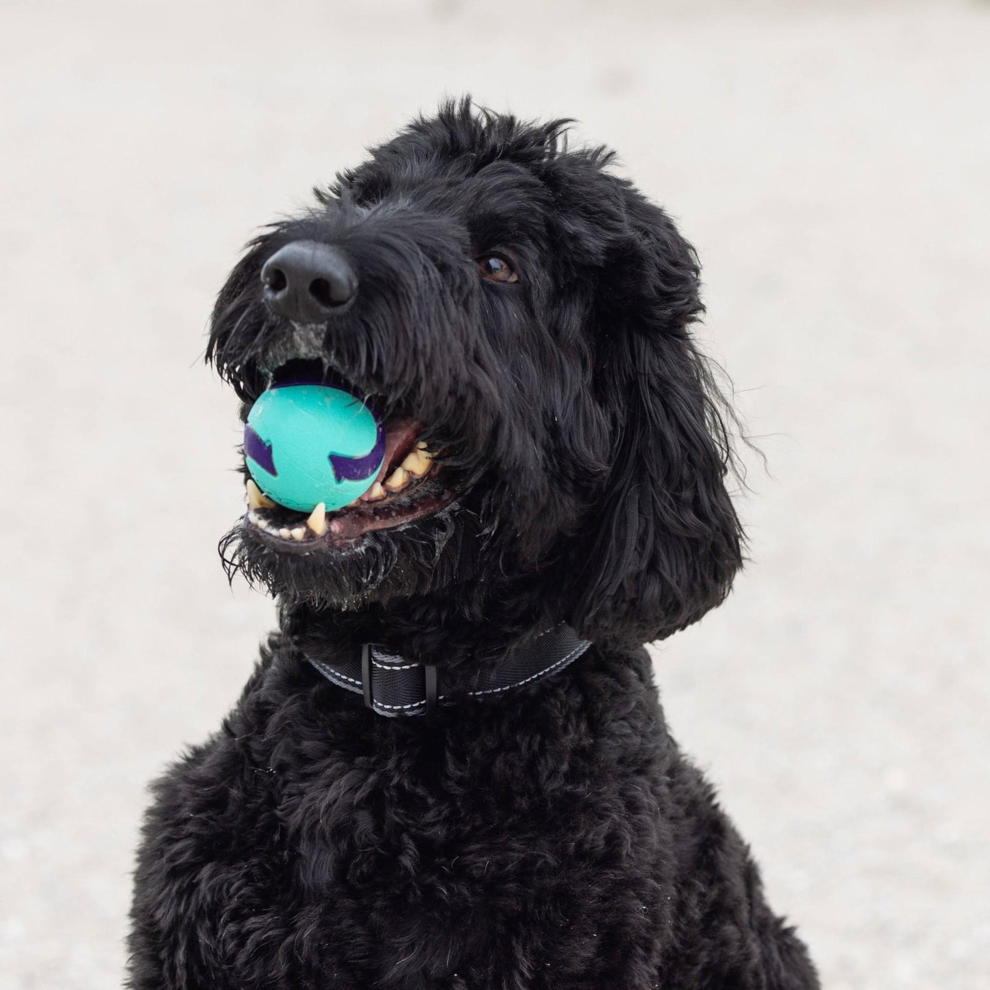 Go Get Extra Bounce Ball Dog Toy Medium